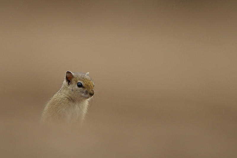 199 - GROUND SQUIRREL HEAD - KRUGER WILLEM - south africa.jpg